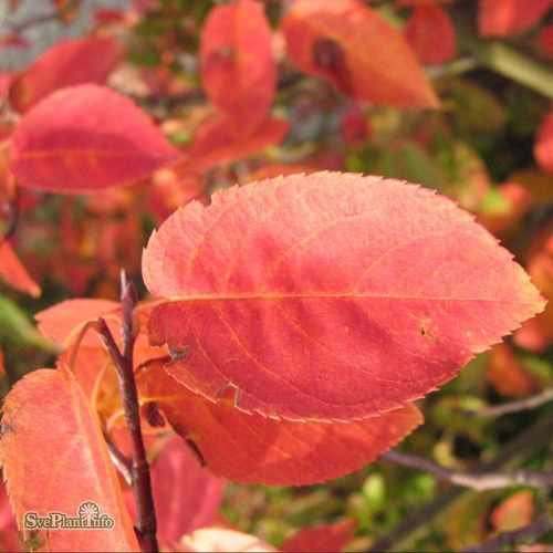 Amelanchier laevis