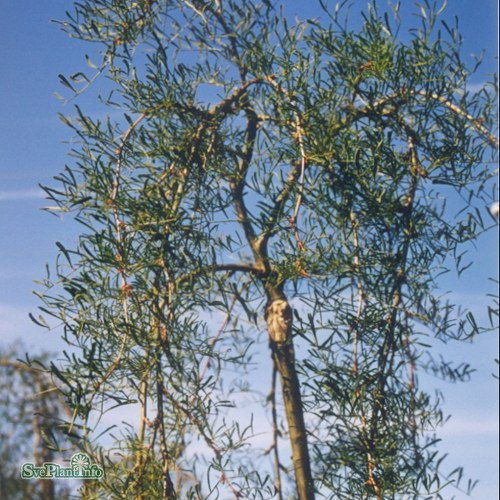 Caragana arborescens Lorbergii