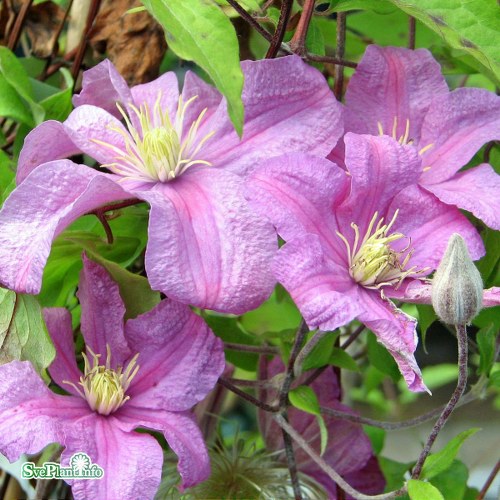 Clematis (Sena Storblommiga Gruppen) Comtesse de Bouchaud