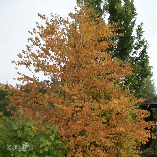 Cercidiphyllum japonicum