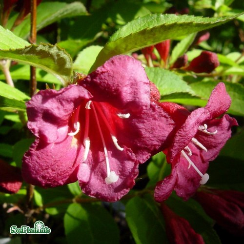 Weigela Bristol Ruby