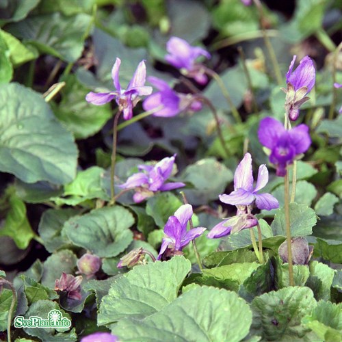 Viola odorata Knigin Charlotte