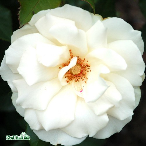EDELWEISS
