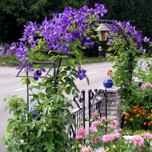 Clematis (Sena Storblommiga Gruppen) Jackmanii