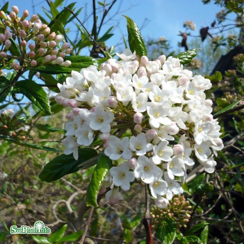 Viburnum  burkwoodii