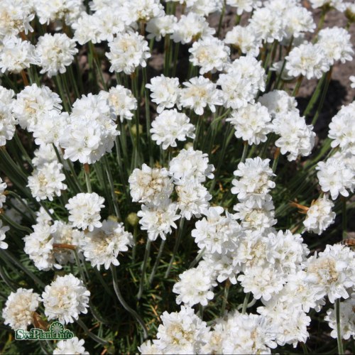 Armeria maritima Alba