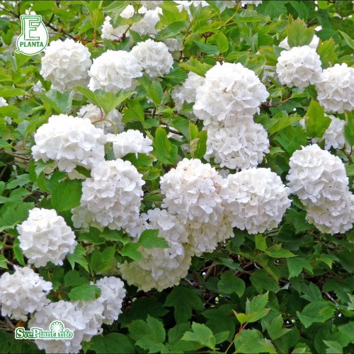 Viburnum opulus Strmsund E