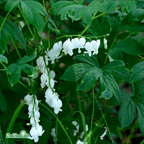 Lamprocapnos spectabilis Alba