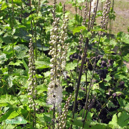 Actaea cordifolia