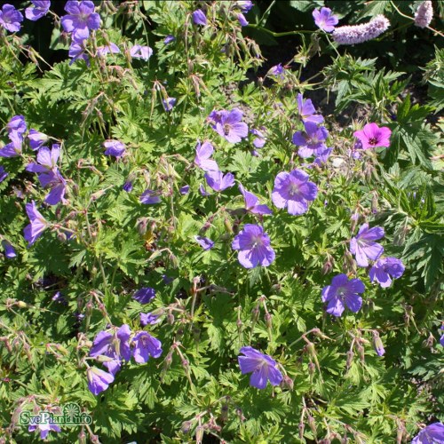 Geranium himalayense Gravetye