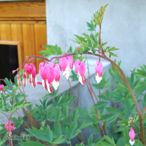 Lamprocapnos spectabilis