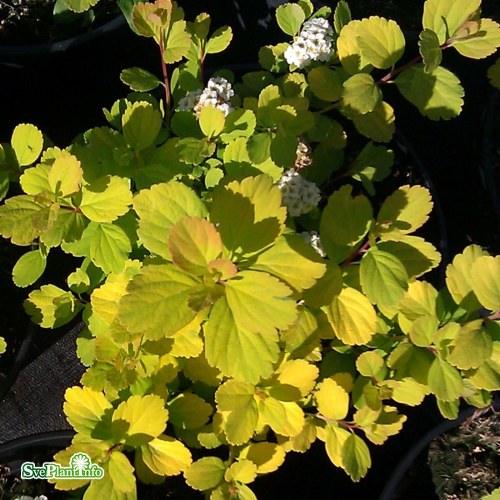 Spiraea betulifolia Tor Gold