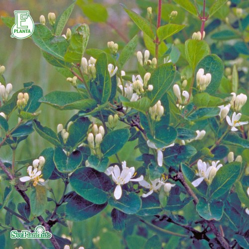 Lonicera morrowii Nor E
