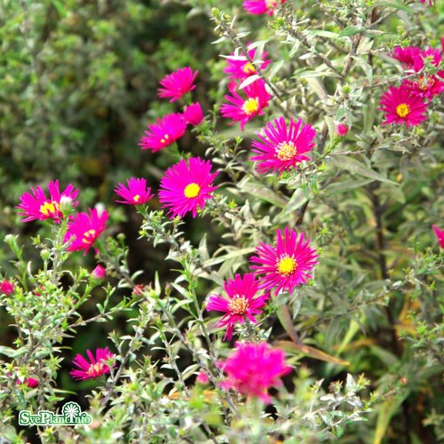 Aster novi-belgii Crimson Brocade