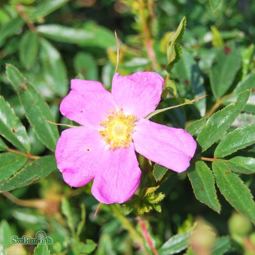 Rosa nitida Kebu