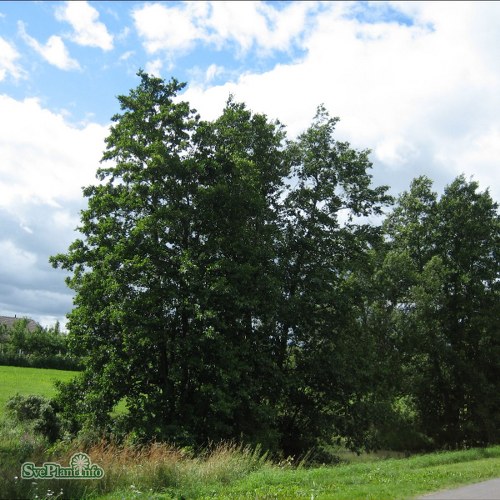 Alnus glutinosa