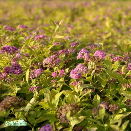 Spiraea japonica Goldflame