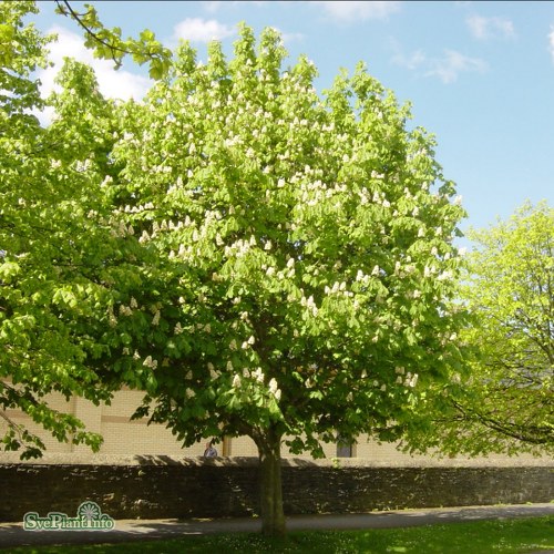 Aesculus hippocastanum Baumannii