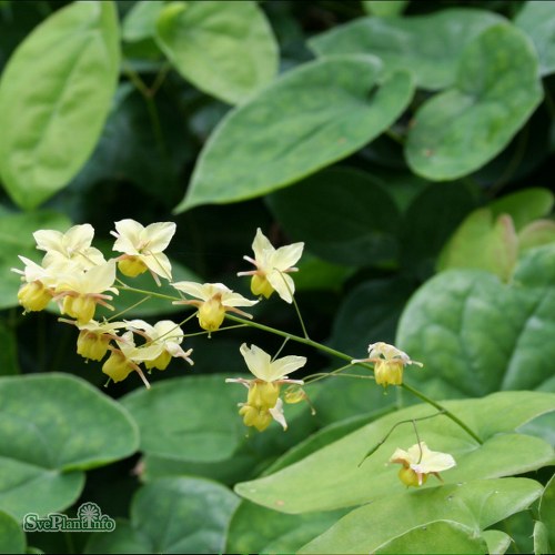 Epimedium versicolor Sulphureum
