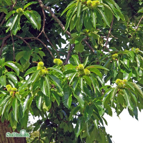 Castanea sativa