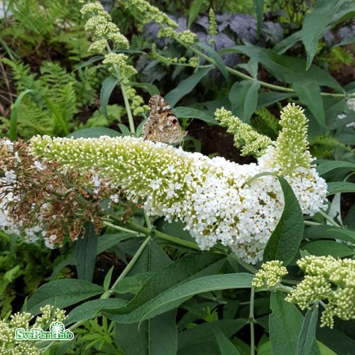 Buddleja davidii White Profusion