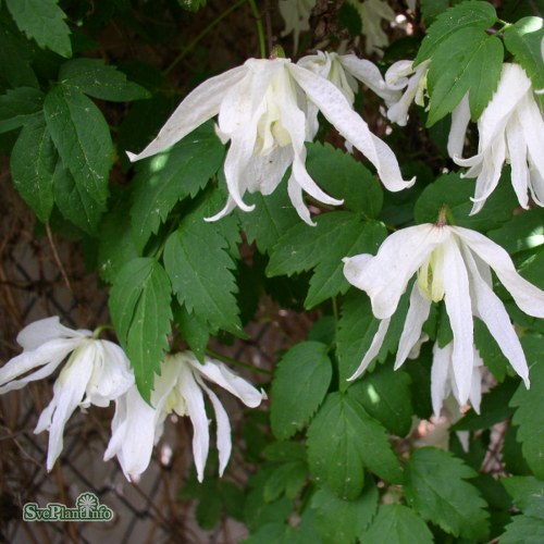 Clematis (Atragene) White Swan