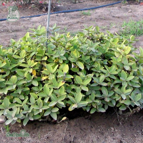 Lonicera caerulea var. kamtschatica ANJA E