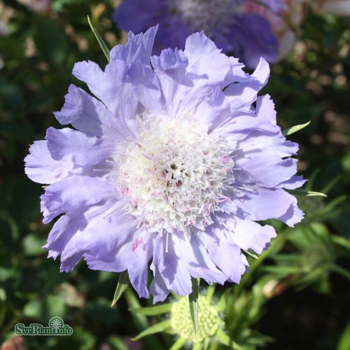 Scabiosa caucasica Perfecta