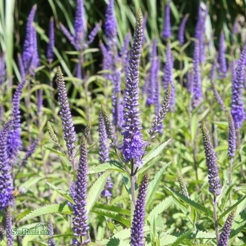 Veronica longifolia Blauriesin