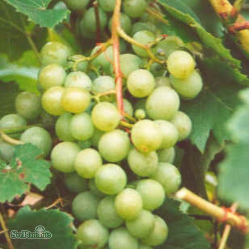 Vitis (Labrusca-Gruppen) Sukribe