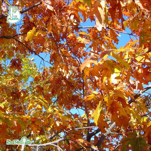 Quercus rubra FK B�CKL�SA E