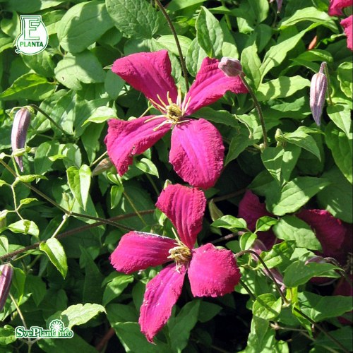 Clematis (Viticella-Gruppen) Sdertlje E