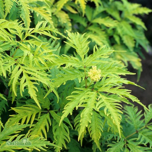 Sambucus racemosa Sutherland Gold