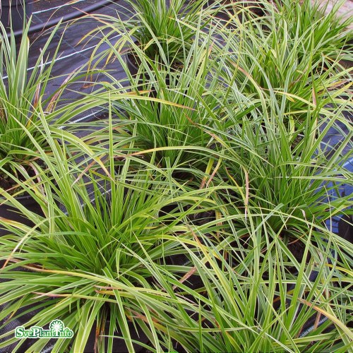 Carex morrowii Variegata