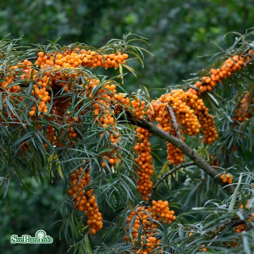 Hippophae rhamnoides Botanitjeskaja Ljubitelskaja