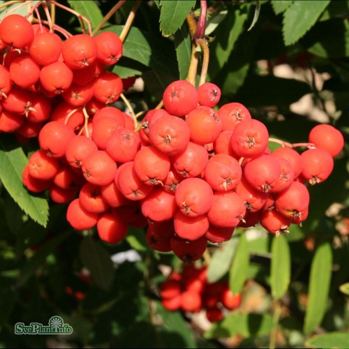 Sorbus aucuparia