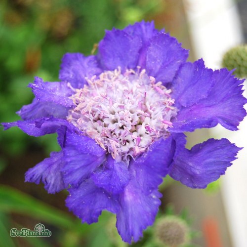 Scabiosa caucasica Stfa