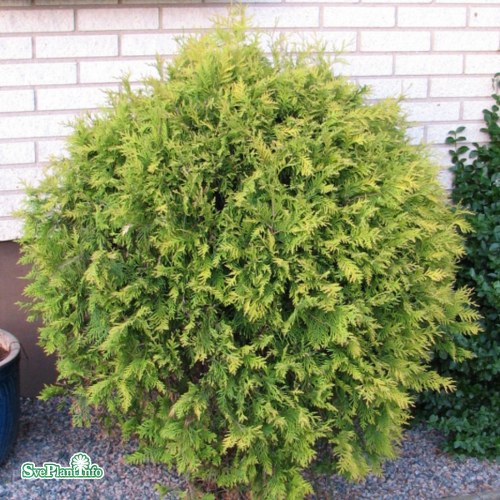 Thuja occidentalis Golden Globe