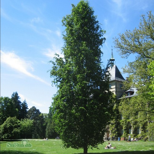 Fagus sylvatica Dawyck