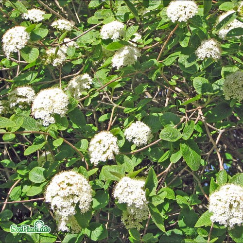 Viburnum opulus Roseum