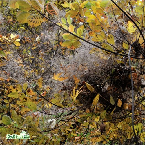 Cotinus coggygria
