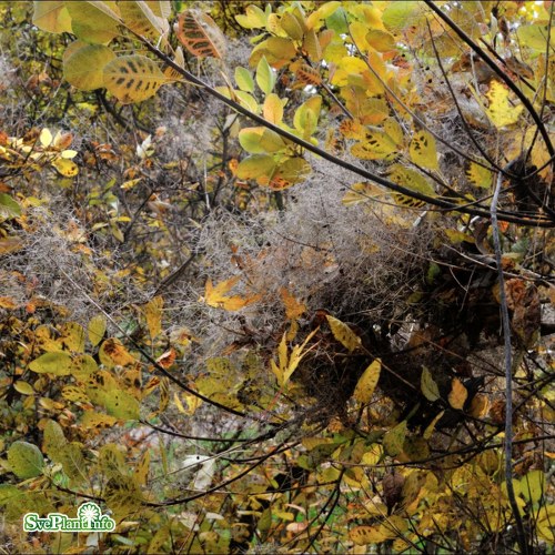 Cotinus coggygria