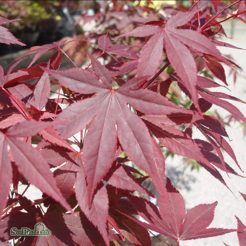 Acer palmatum Atropurpureum