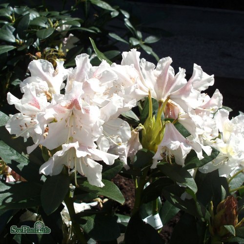 Rhododendron Cunninghams White