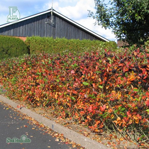 Aronia  prunifolia FK VSTERKER E