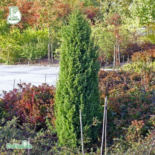Juniperus communis Vembo E
