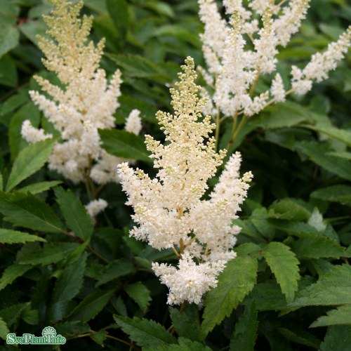 Astilbe arendsii Snowdrift