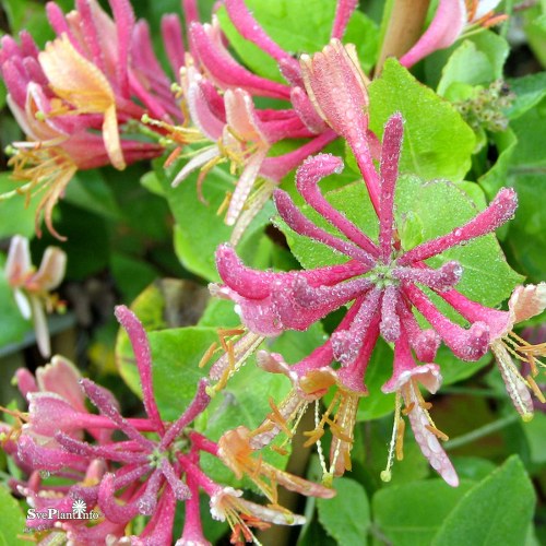 Lonicera  heckrottii Goldflame