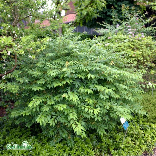 Euonymus alatus