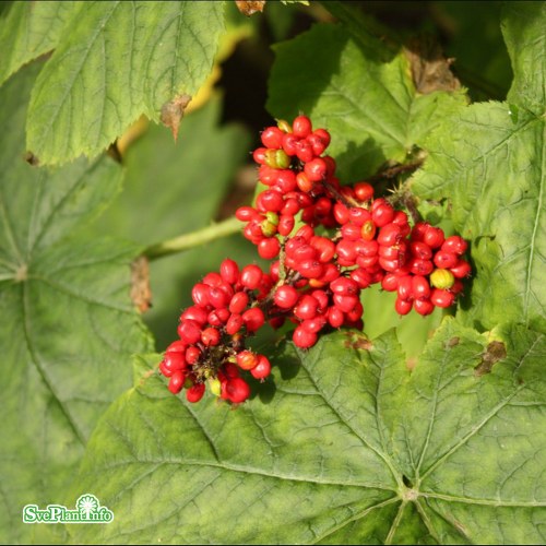 Rodgersia aesculifolia